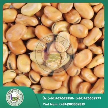 Hạt đậu tằm Úc