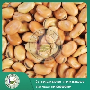 Hạt đậu tằm Úc