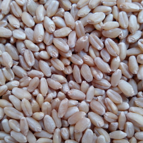 Xuất Khẩu Lúa Mì Úc Ổn Định Trong Bối Cảnh Biến Động Toàn Cầu